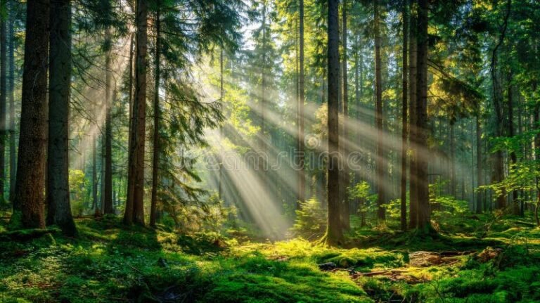 Cómo prevenir el calentamiento global y cuidar el medio ambiente 6 Cómo prevenir el calentamiento global y cuidar el medio ambiente