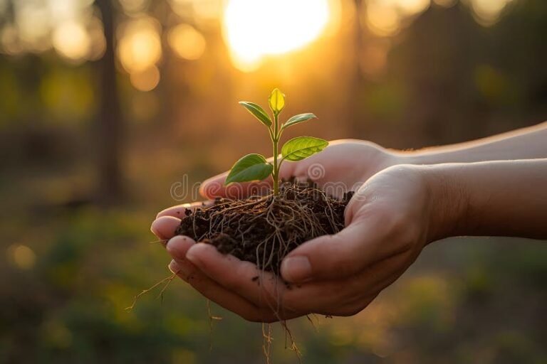 manos sosteniendo plantas verdes jovenes