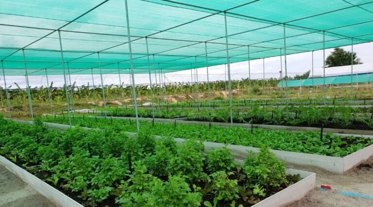 Cuánto cuesta el metro de media sombra para proteger plantas