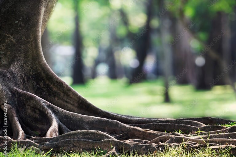 Qué Usos y Significados Tiene Un Tronco De Árbol En La Naturaleza 6 Qué Usos y Significados Tiene Un Tronco De Árbol En La Naturaleza